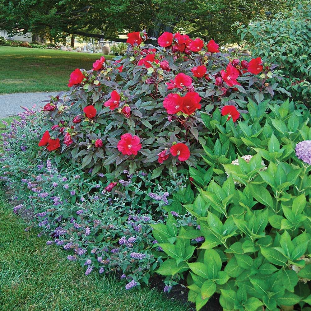 Hibiscus rosu Midnight Marvel