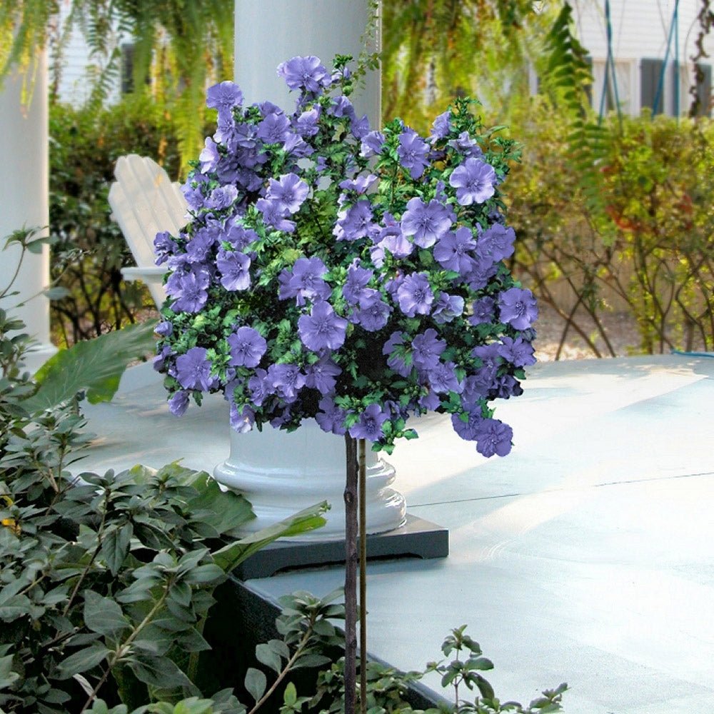 Hibiscus mov Syriacus - Tip Copac