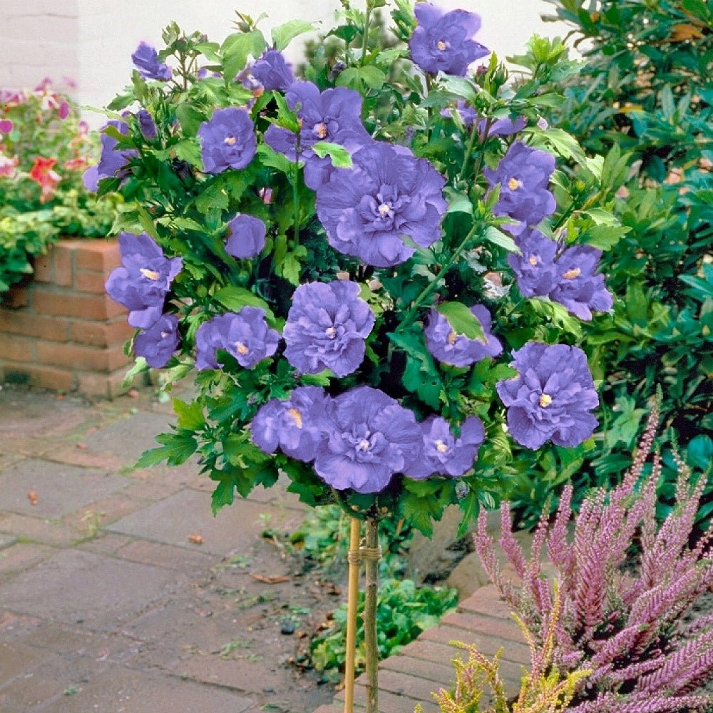 Hibiscus mov Syriacus - Tip Copac