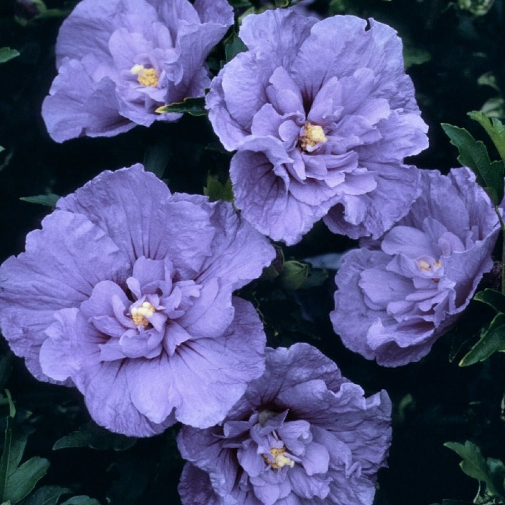 Hibiscus mov Syriacus - Tip Copac