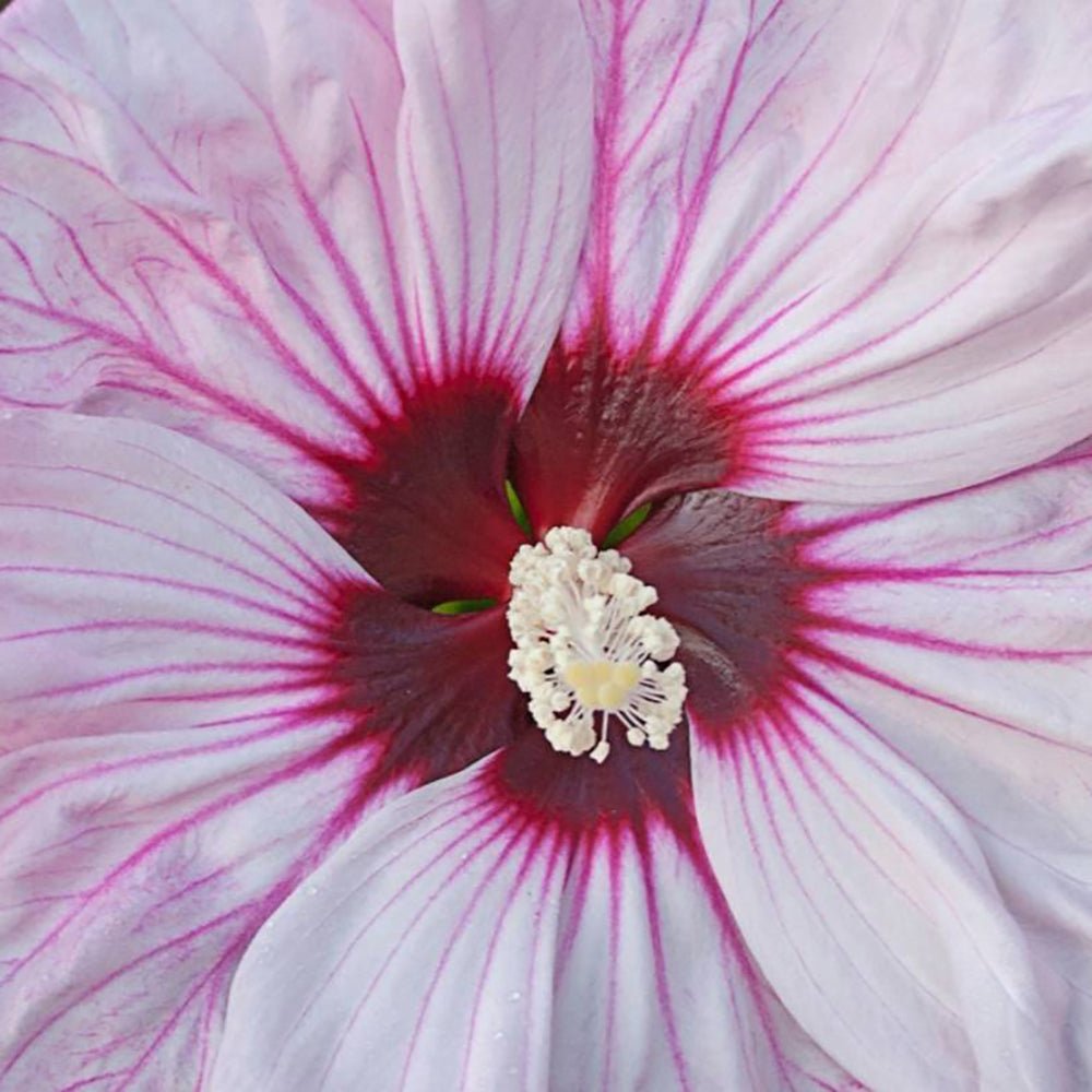 Hibiscus alb-rosu Perfect Storm