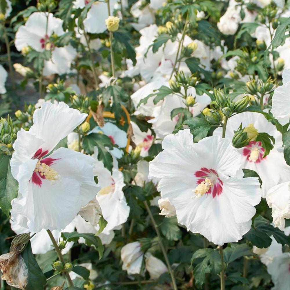 Hibiscus Red Heart, cu flori albe si centru rosu