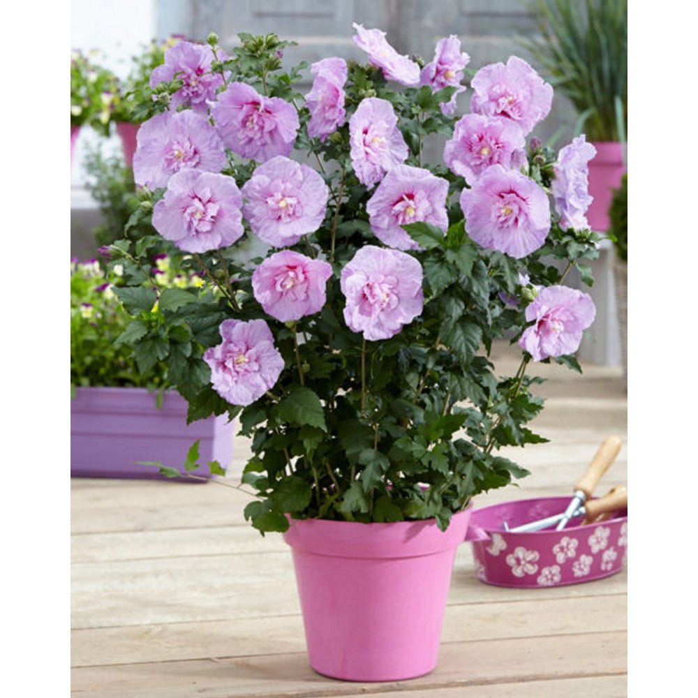 Hibiscus roz-pal Lavanda Chiffon