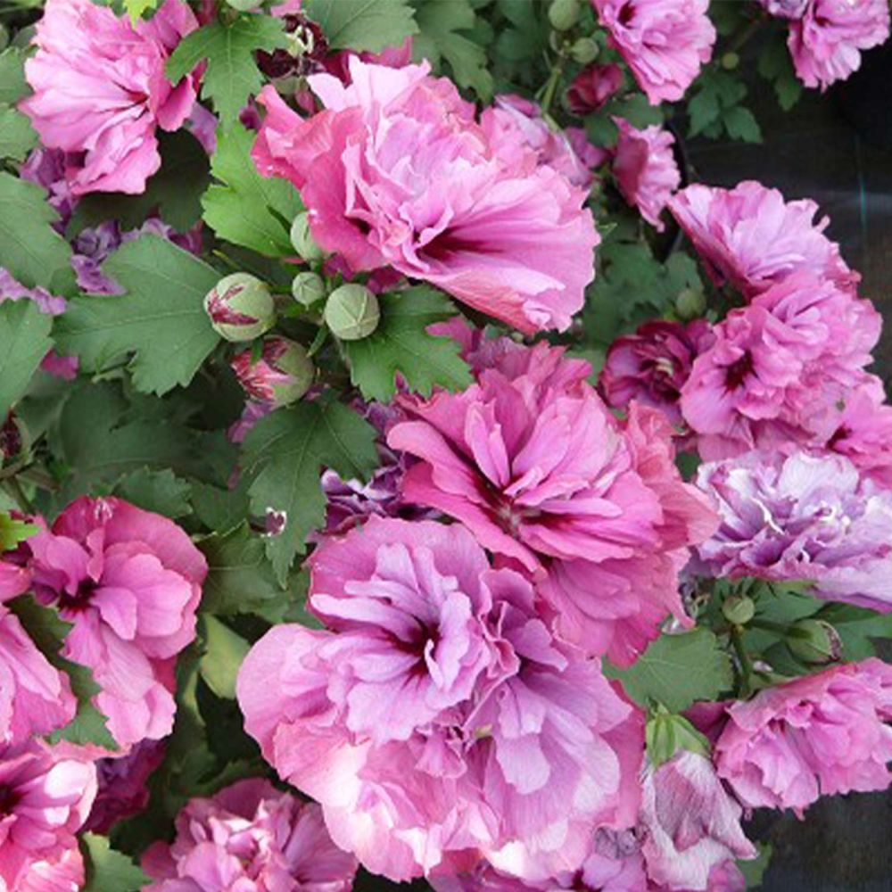 Hibiscus roz-purpuriu Duc de Brabant