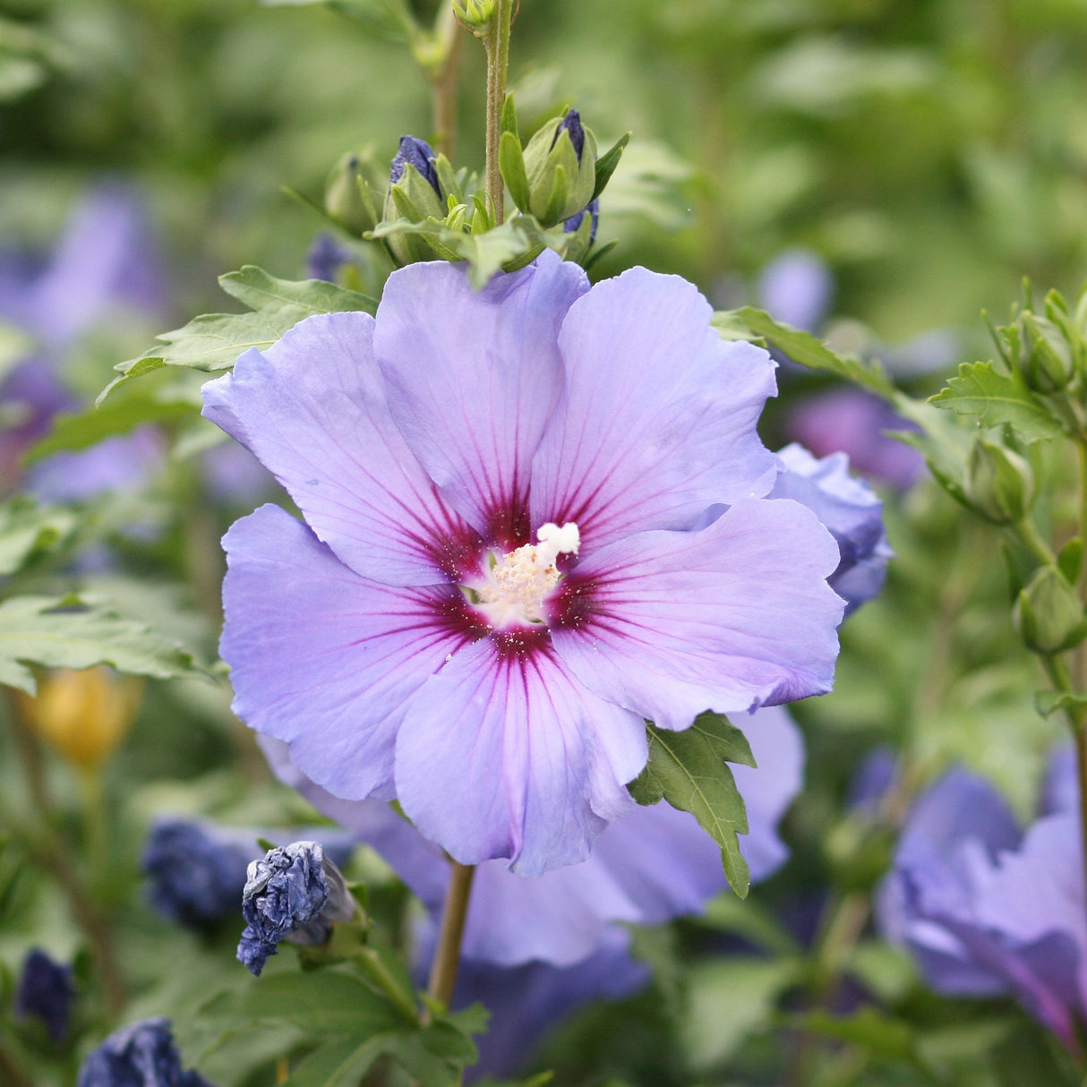 Hibiscus violet Syriacus