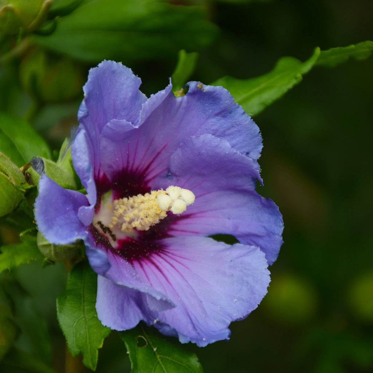 Hibiscus violet Syriacus