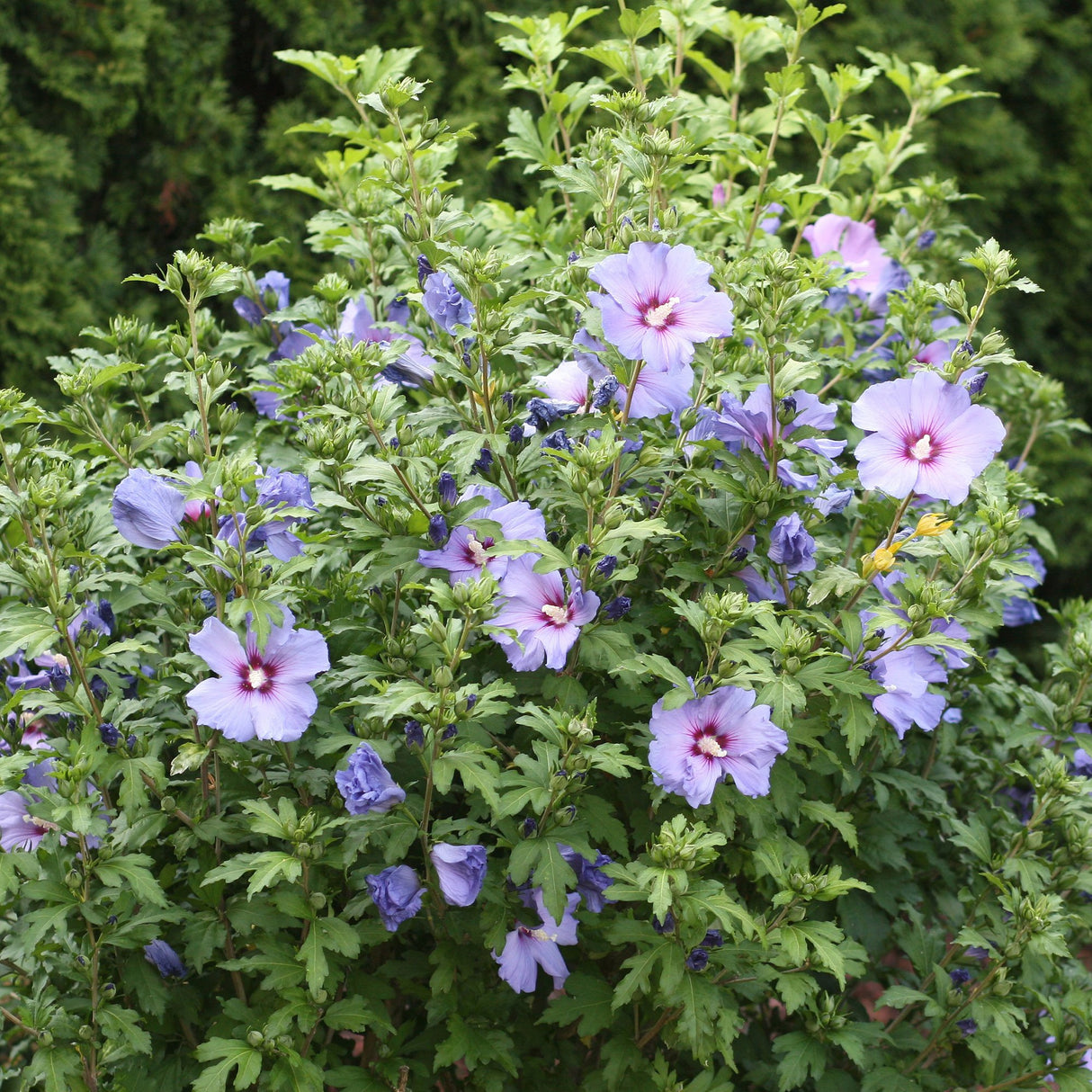 Hibiscus violet Syriacus