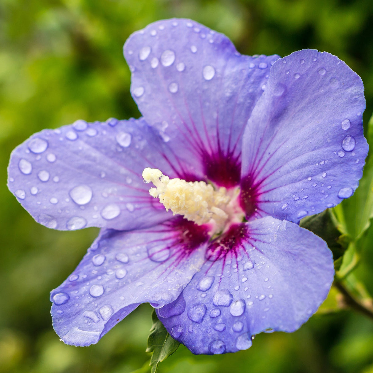 Hibiscus violet Syriacus