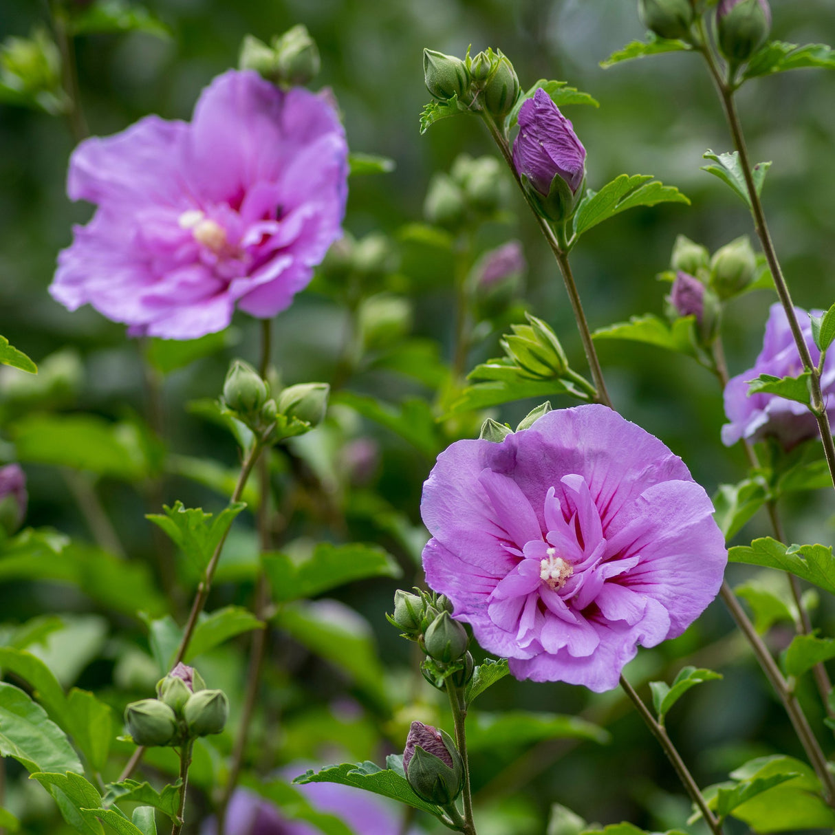 Hibiscus violet Syriacus