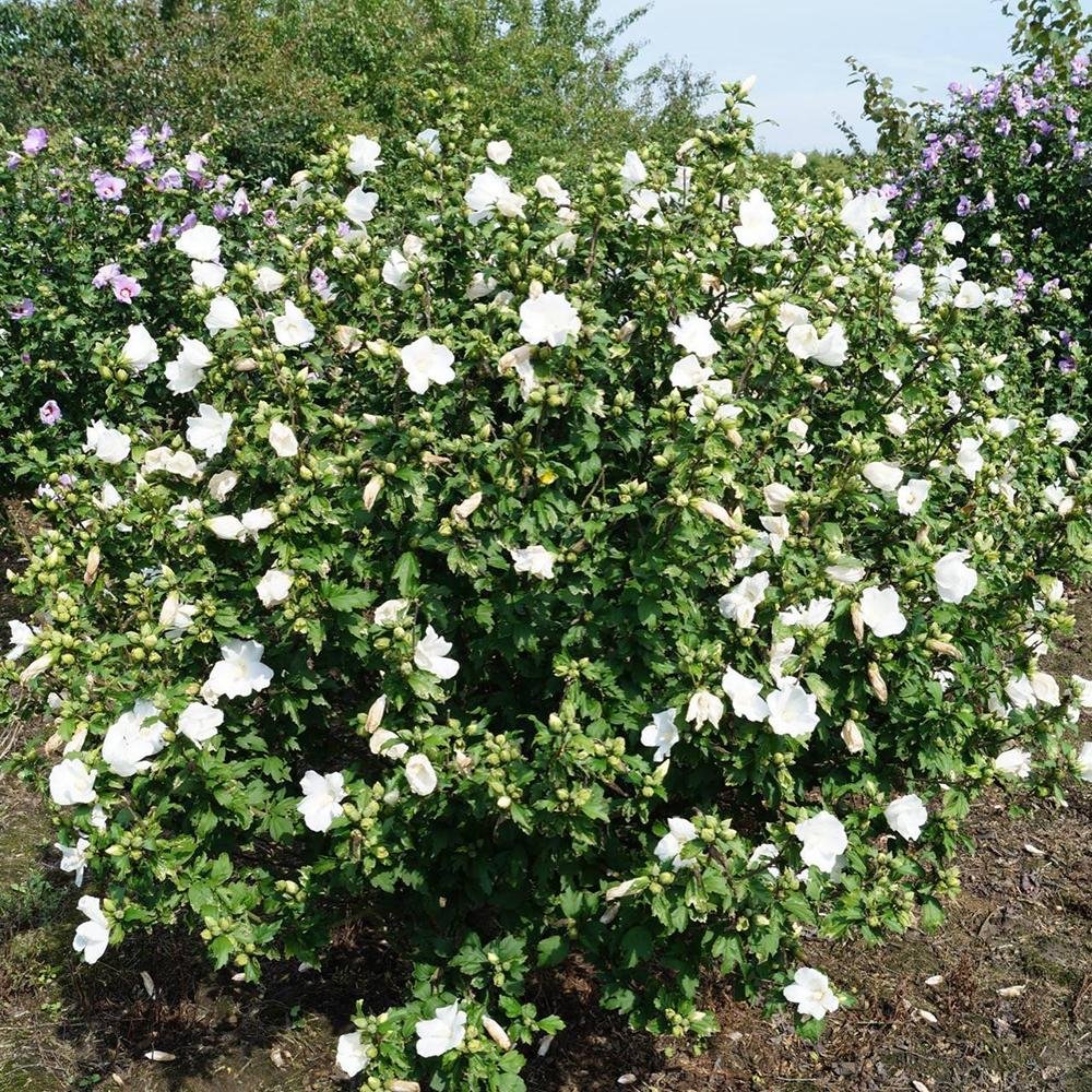 Hibiscus alb Totus Alba