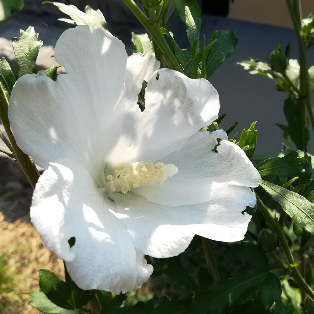Hibiscus alb Totus Alba