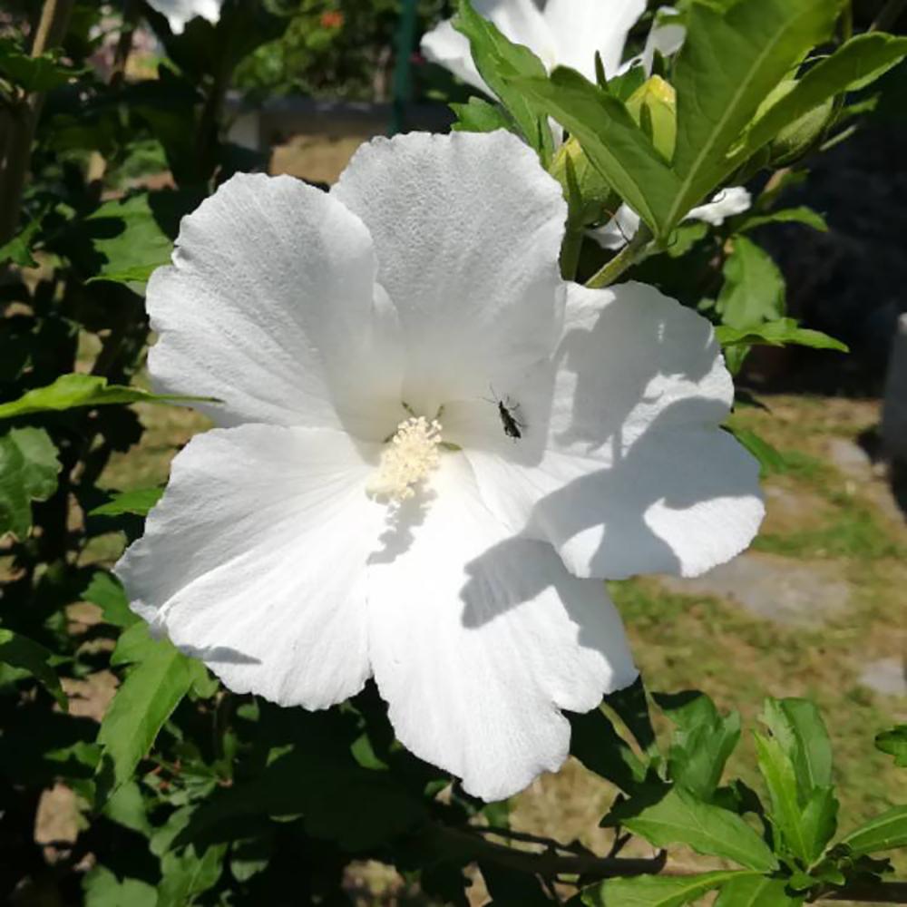 Hibiscus alb Totus Alba