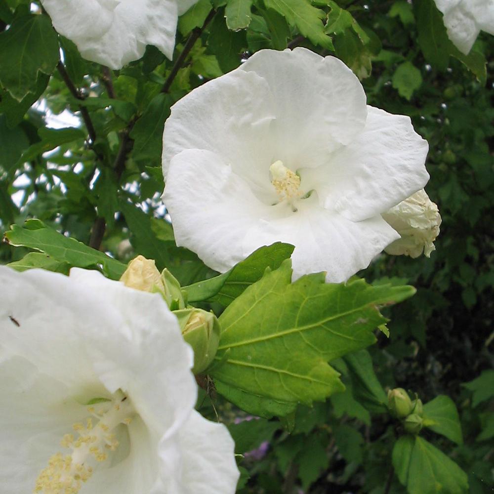 Hibiscus alb Totus Alba