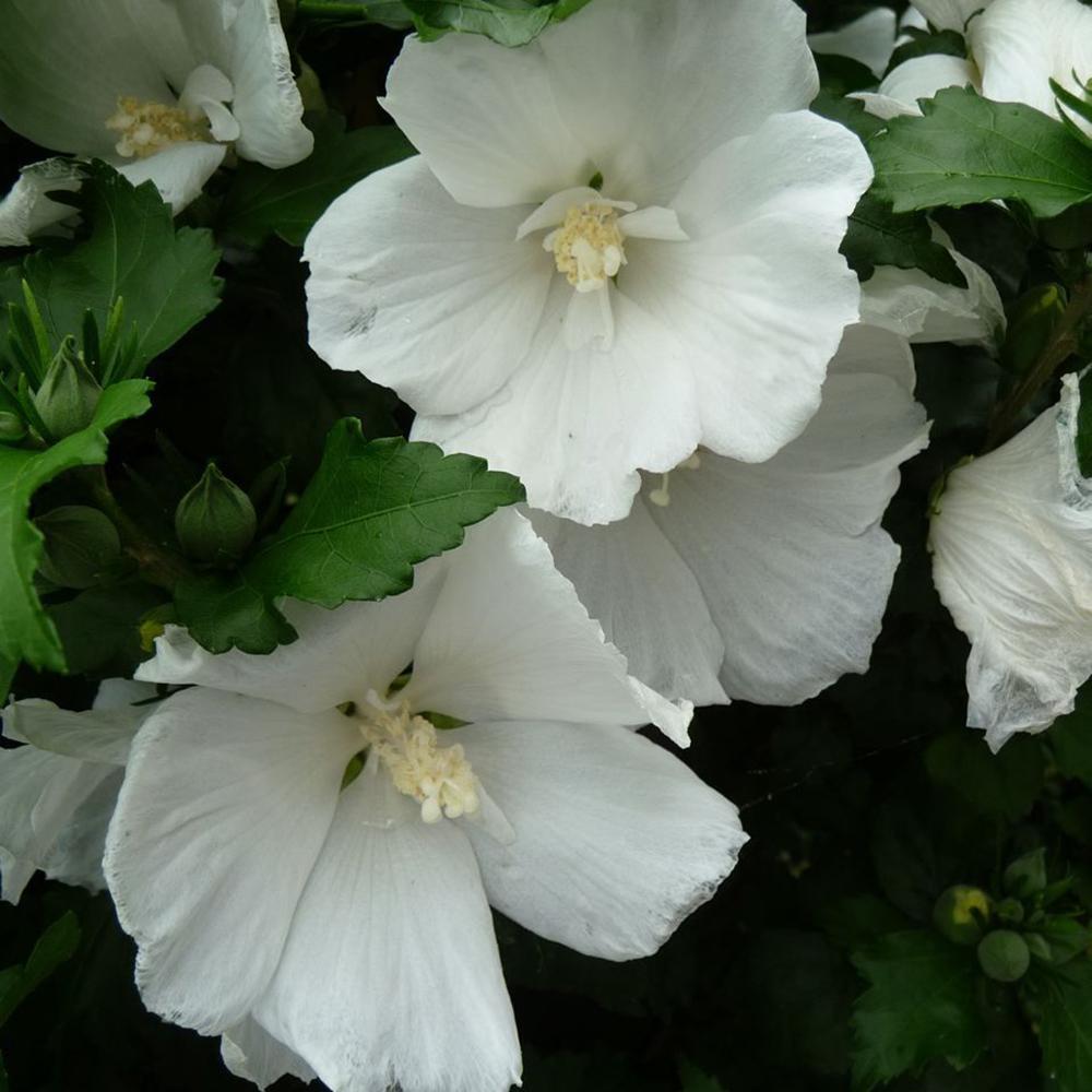 Hibiscus alb Totus Alba