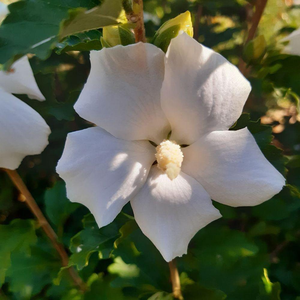 Hibiscus alb Totus Alba