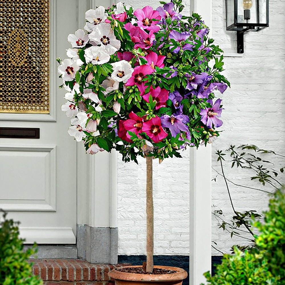 Hibiscus Tip Copac Tricolor, cu flori roz-alb-mov