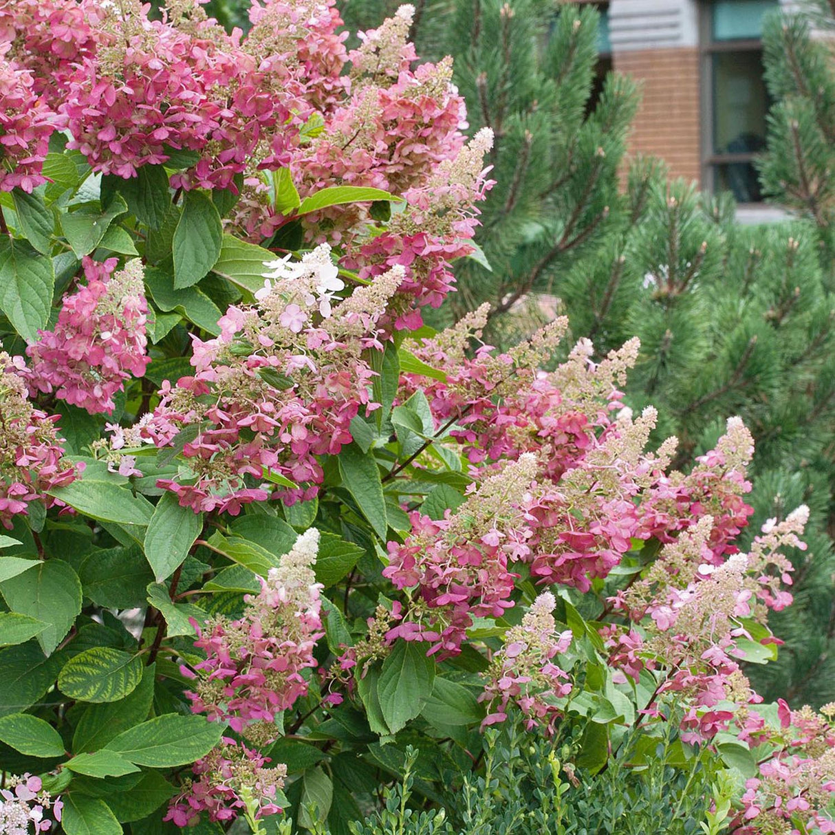 Hortensia Pinky Winky, cu flori albe-roz inchis