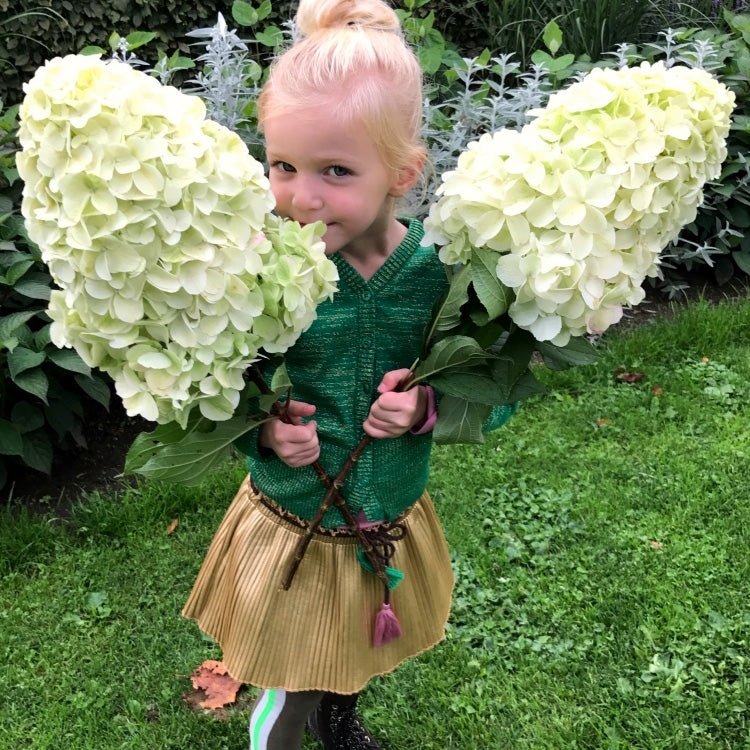 Hortensia de gradina Hercules, cu flori albe