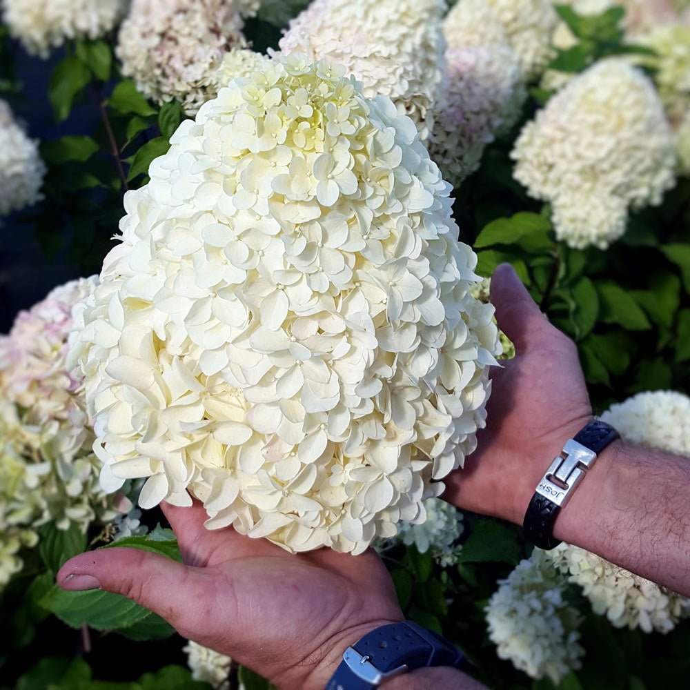 Hortensia de gradina Hercules, cu flori albe
