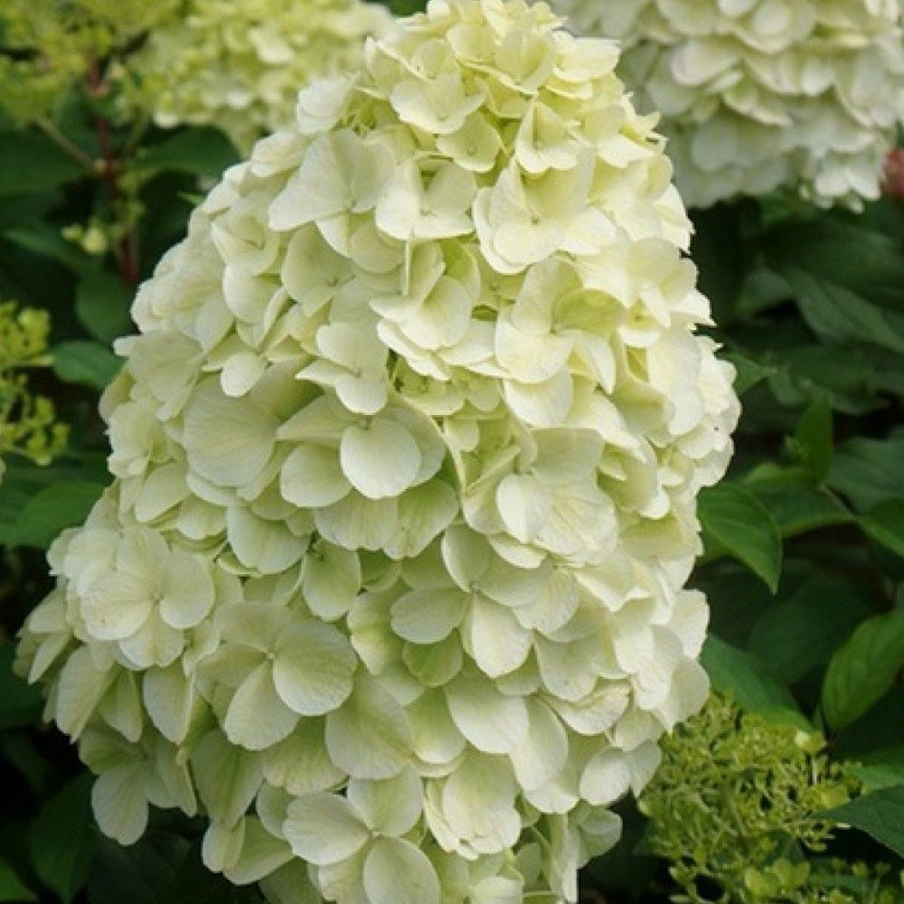Hortensia de gradina Hercules, cu flori albe