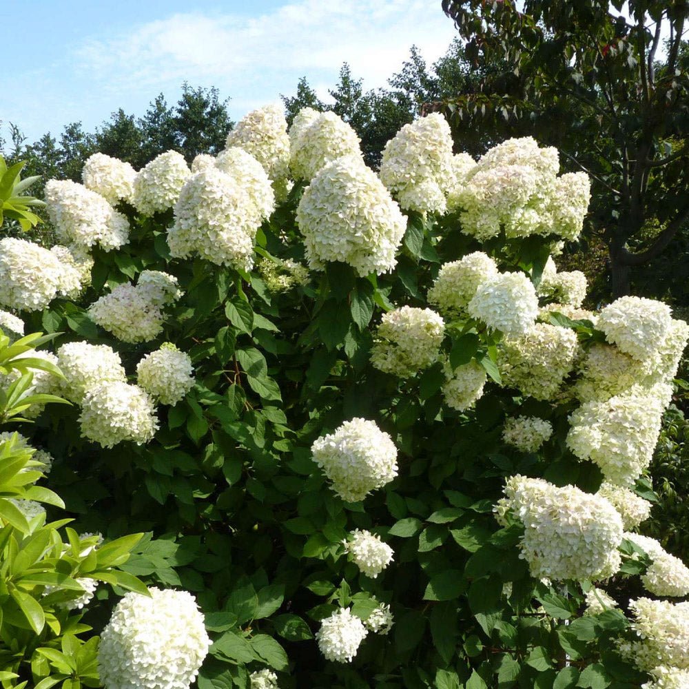 Hortensia de gradina Hercules, cu flori albe