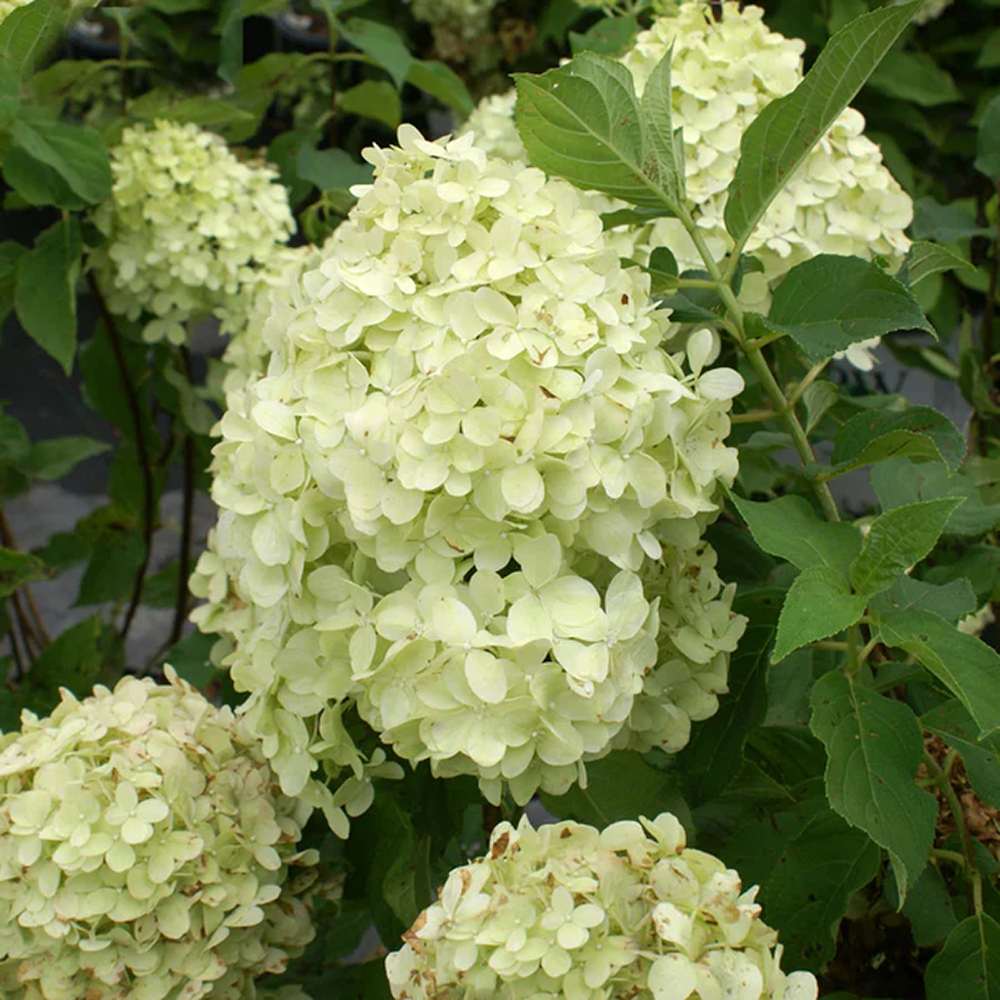 Hortensie de Gradina Tip Copac Silver Dollar, cu flori albe