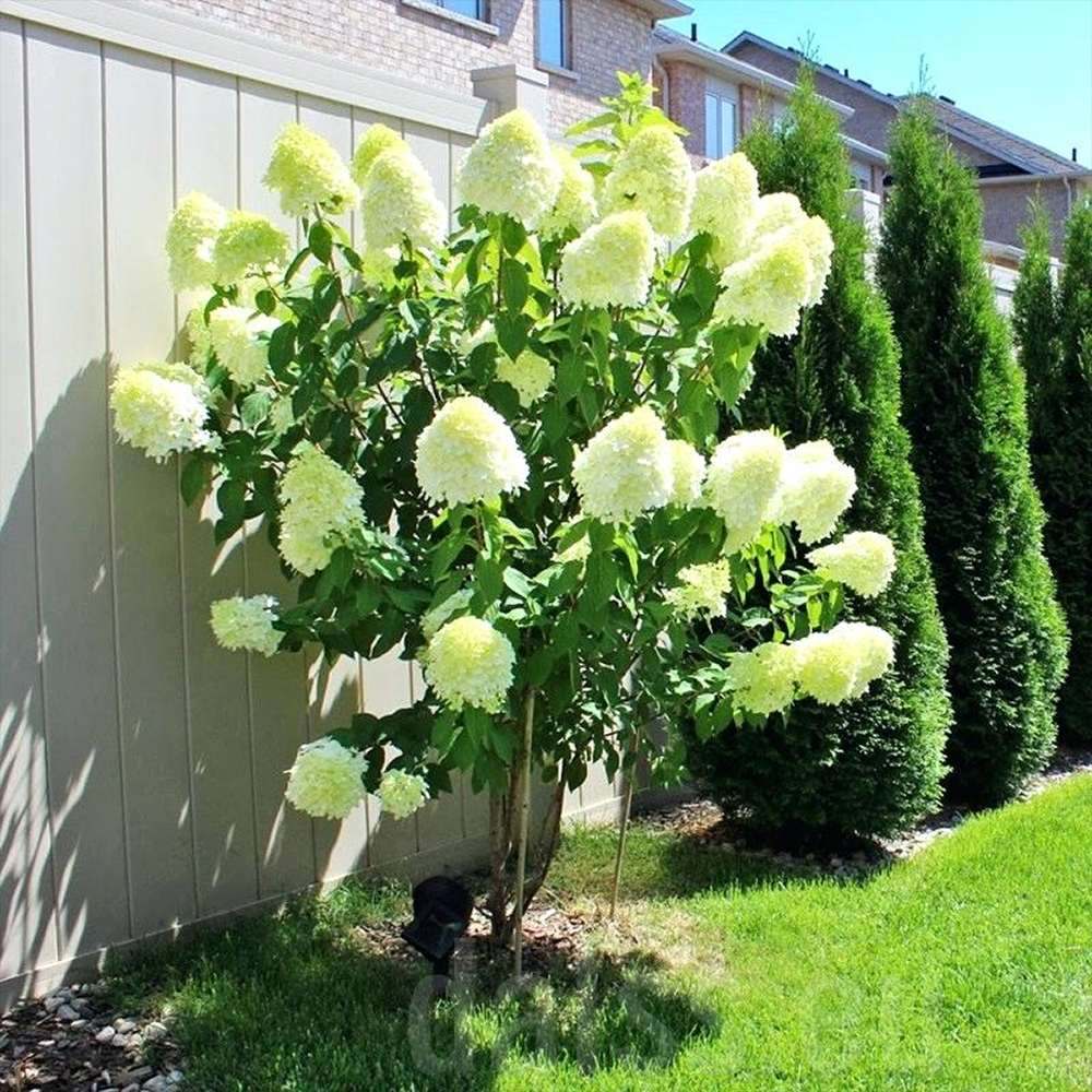 Hortensia Alba Silver Dollar - Tip Copac - VERDENA-150 cm inaltime, livrat in ghiveci de 11 l