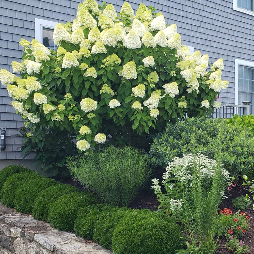 Hortensie de Gradina Tip Copac Silver Dollar, cu flori albe