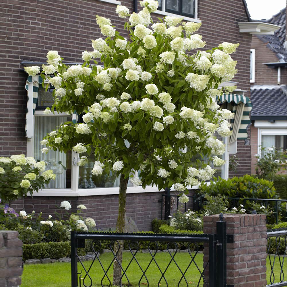 Hortensia Alba Silver Dollar - Tip Copac - VERDENA-150 cm inaltime, livrat in ghiveci de 11 l