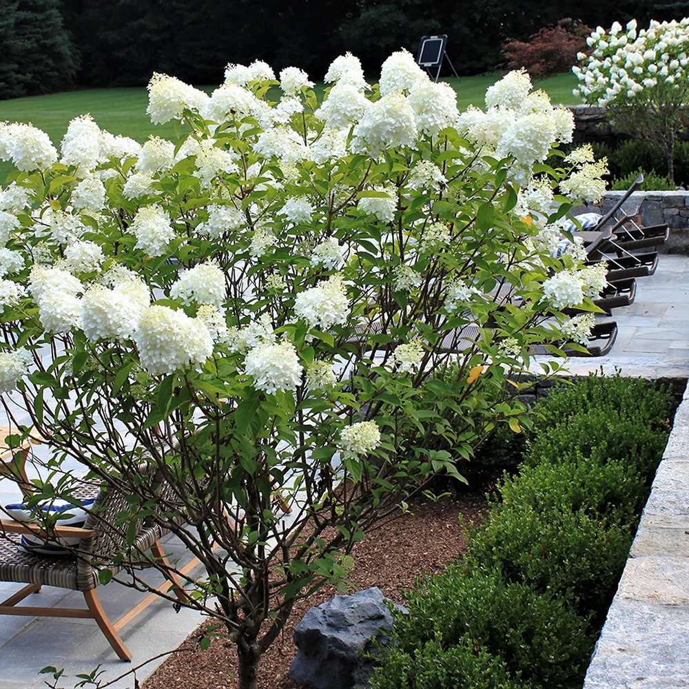 Hortensie de Gradina Tip Copac Silver Dollar, cu flori albe