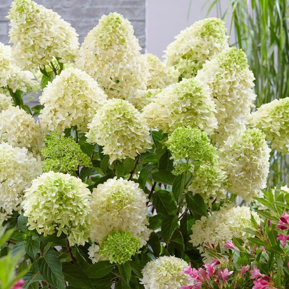 Hortensia de gradina Skyfall, cu flori albe-verde