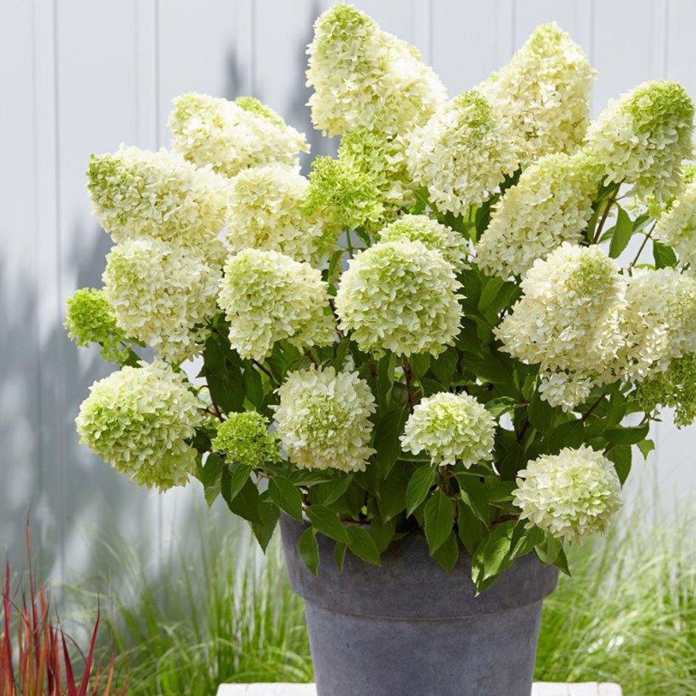 Hortensia de gradina Skyfall, cu flori albe-verde