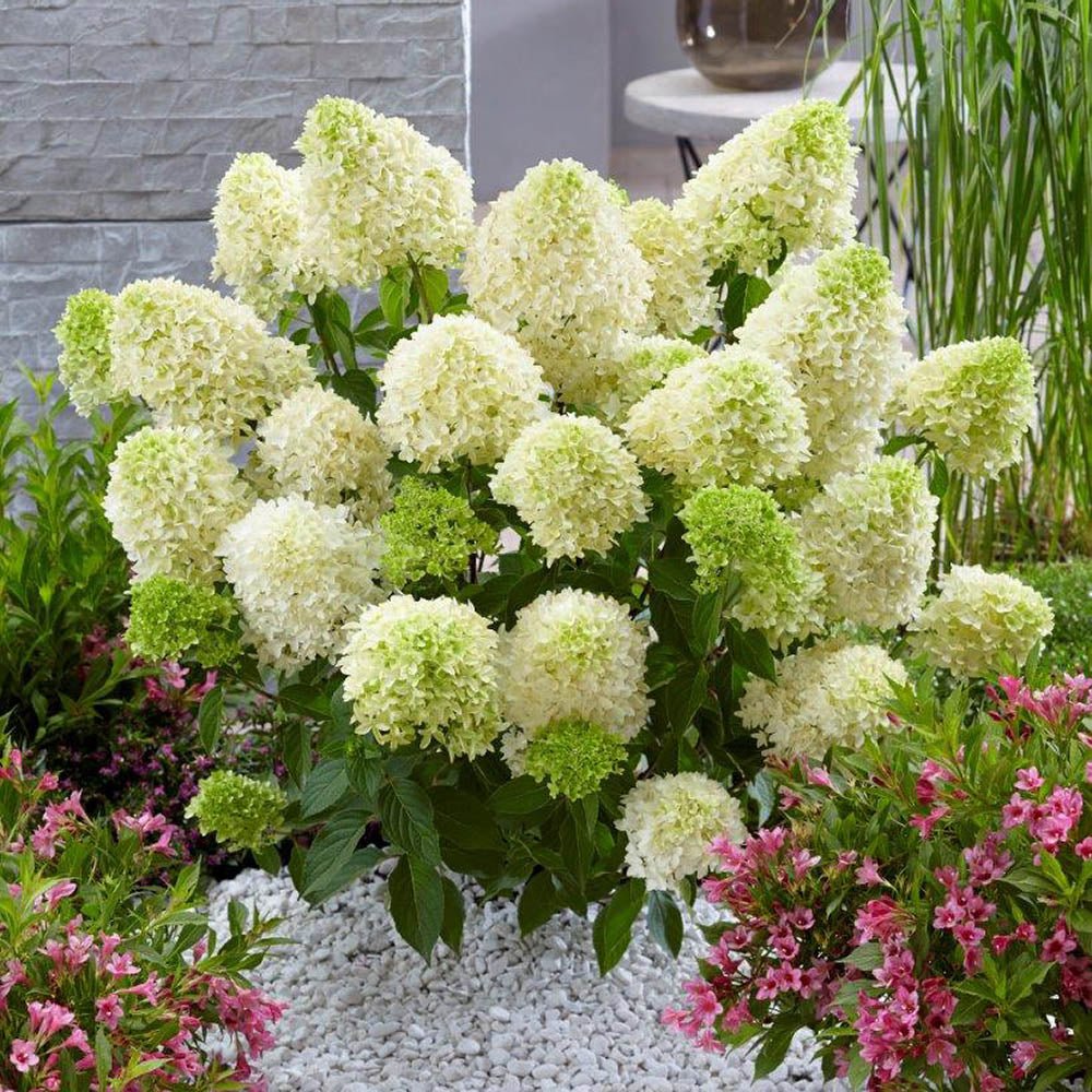 Hortensia de gradina Skyfall, cu flori albe-verde