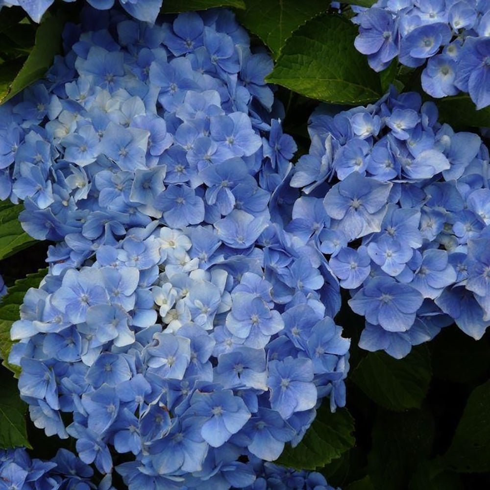 Hortensia de gradina Bodensee, cu flori albastre