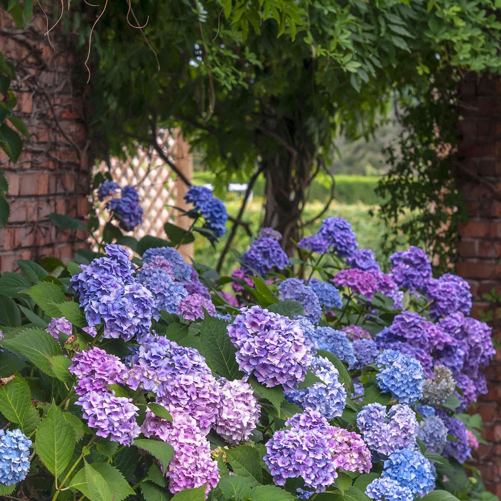 Hortensia de gradina Bodensee, cu flori albastre