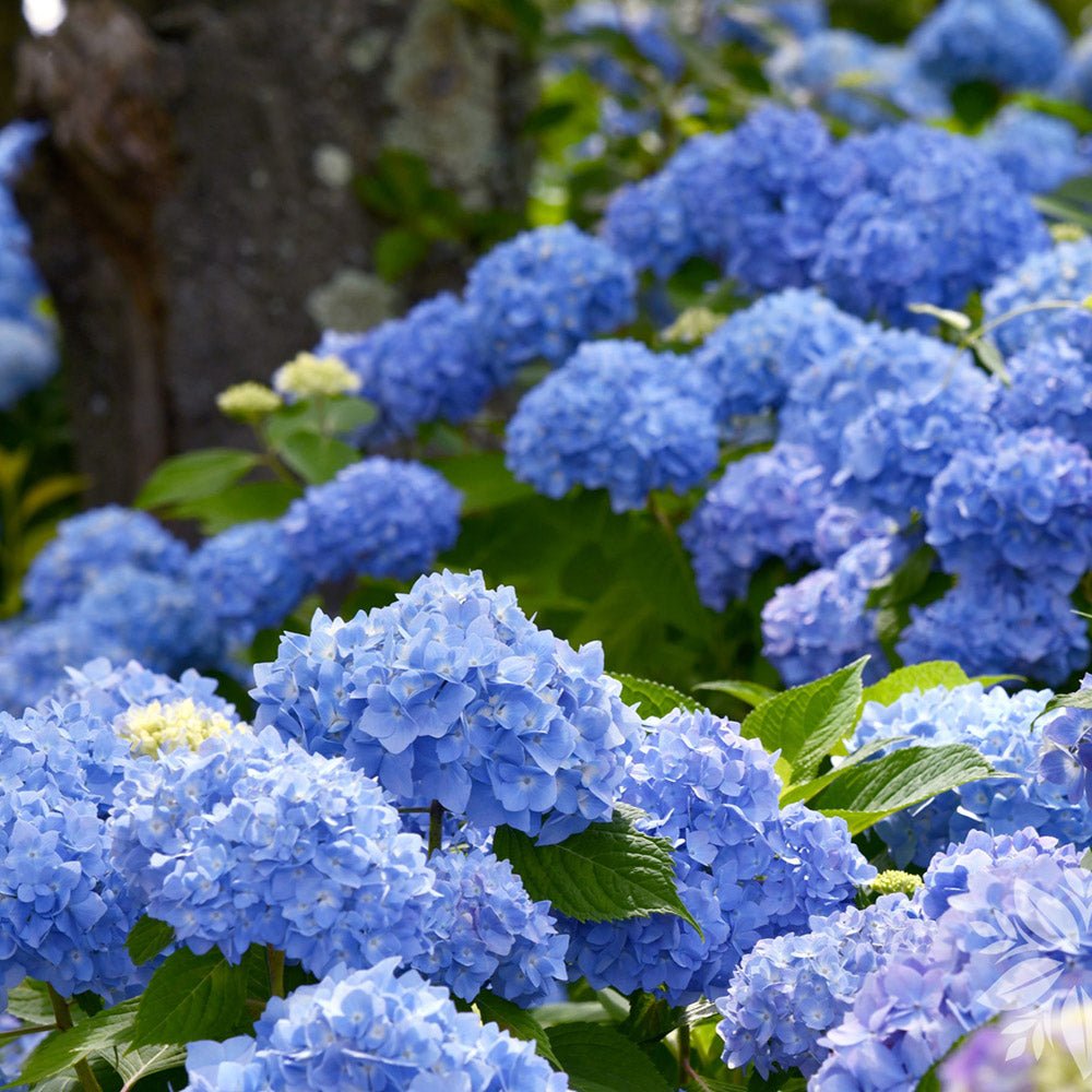 Hortensia de gradina Bodensee, cu flori albastre
