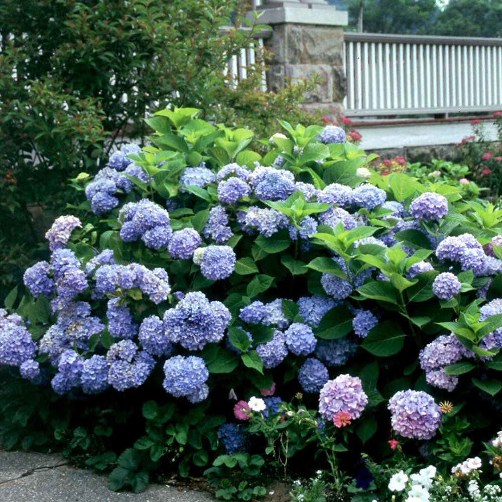 Hortensia de gradina Bodensee, cu flori albastre