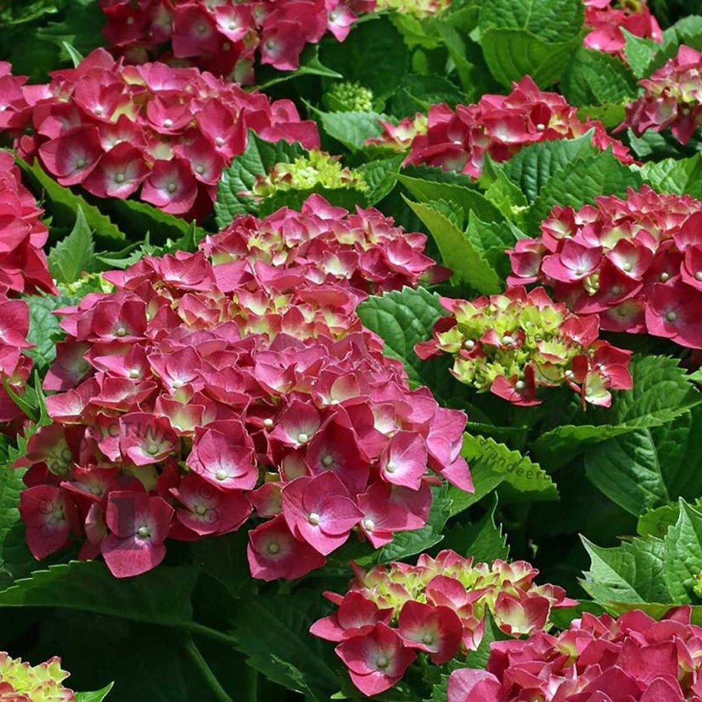 Hortensia de gradina Alpengluhen, cu flori rosii