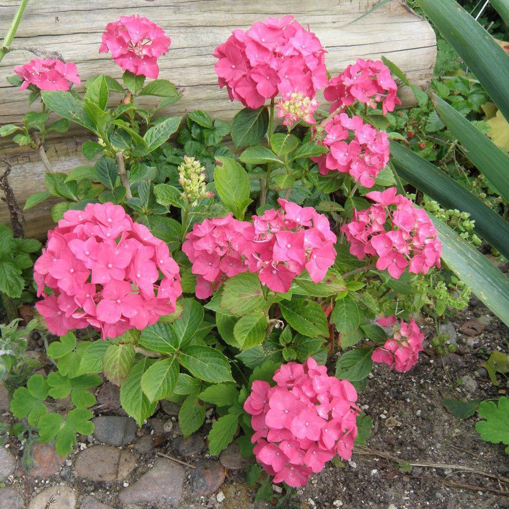 Hortensia de gradina Alpengluhen, cu flori rosii
