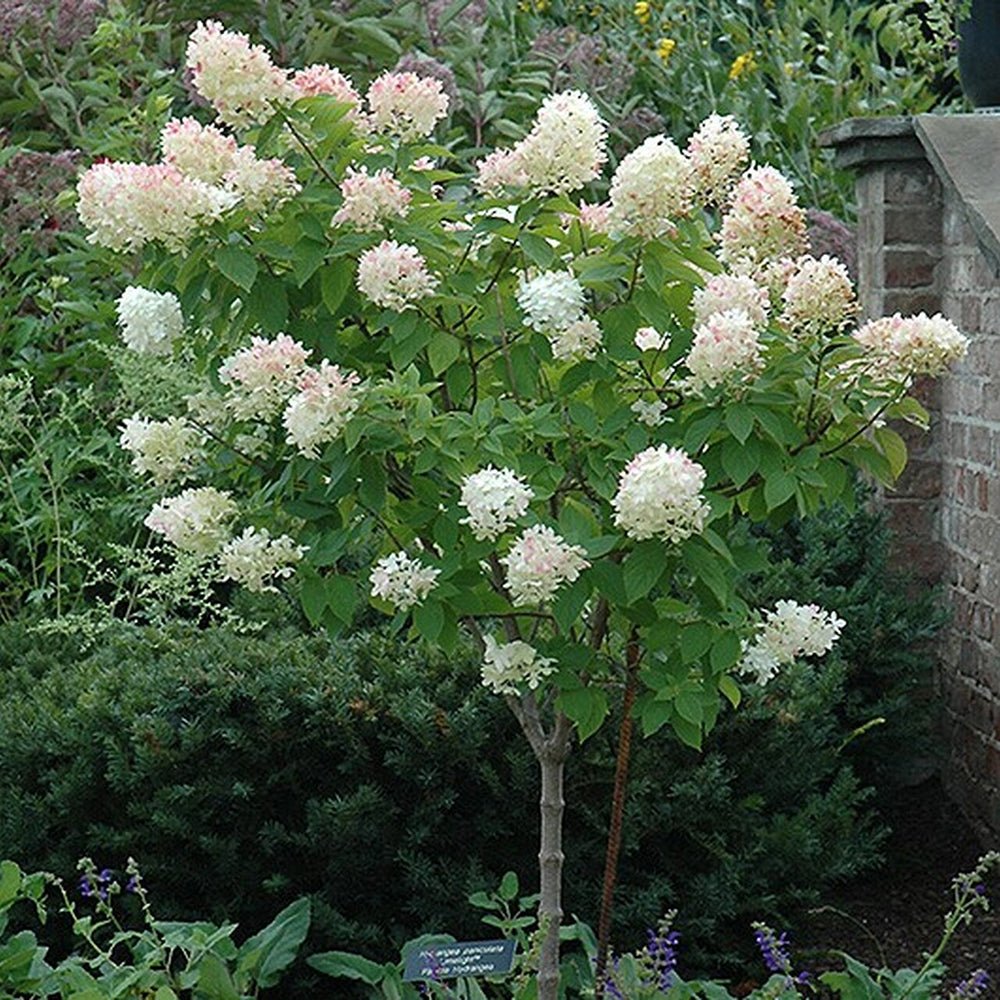 Hortensia altoita Limelight - VERDENA-Tulpina de 50 cm inaltime livrat in ghiveci de 7.5 L