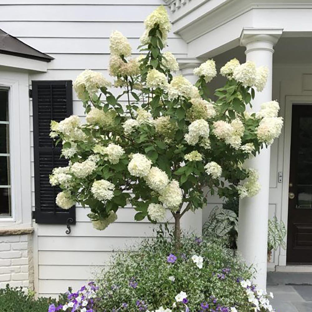 Hortensie de Gradina Tip Copac Phantom, cu flori albe