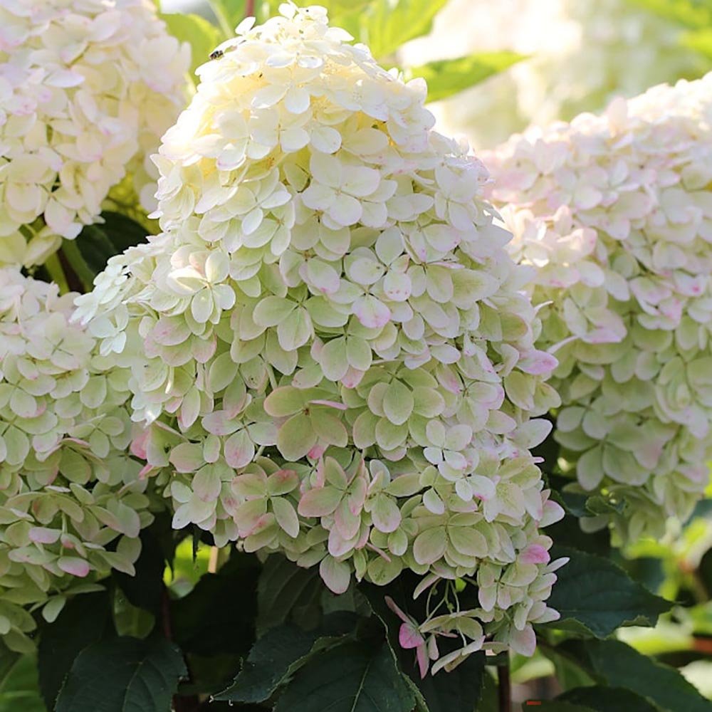 Hortensie de Gradina Tip Copac Phantom, cu flori albe