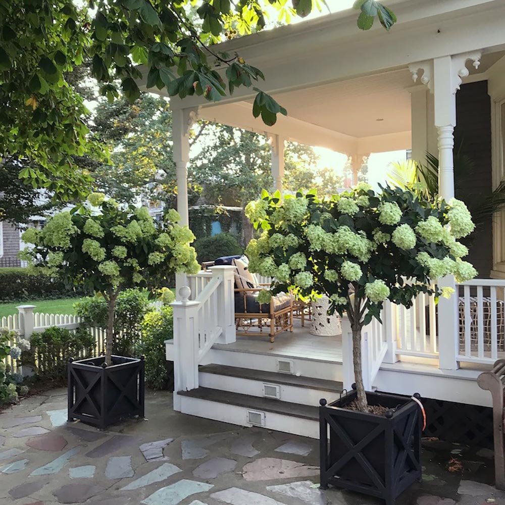 Hortensie de Gradina Tip Copac Phantom, cu flori albe