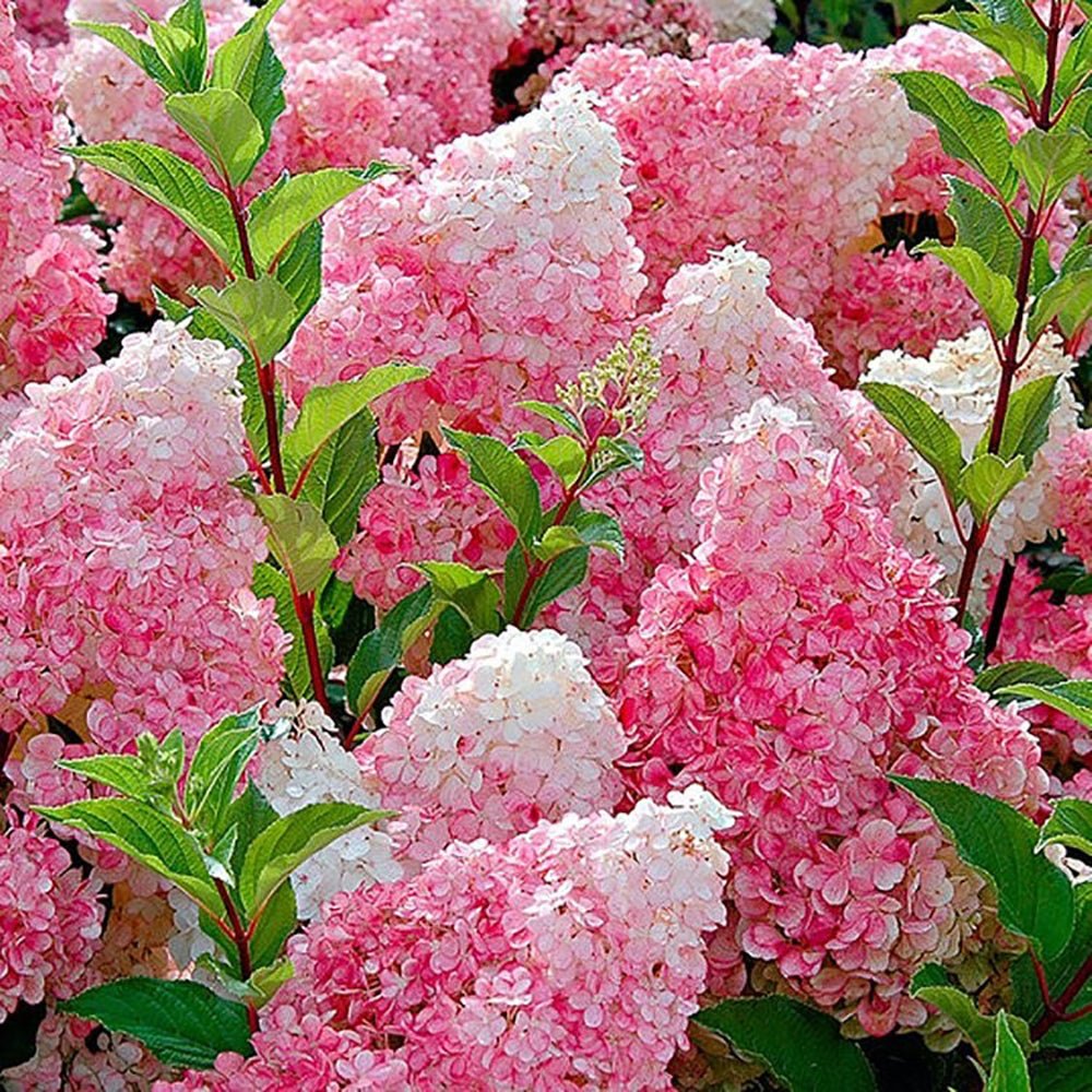 Hortensie de Gradina Tip Copac Vanille Fraise, cu flori roz-crem