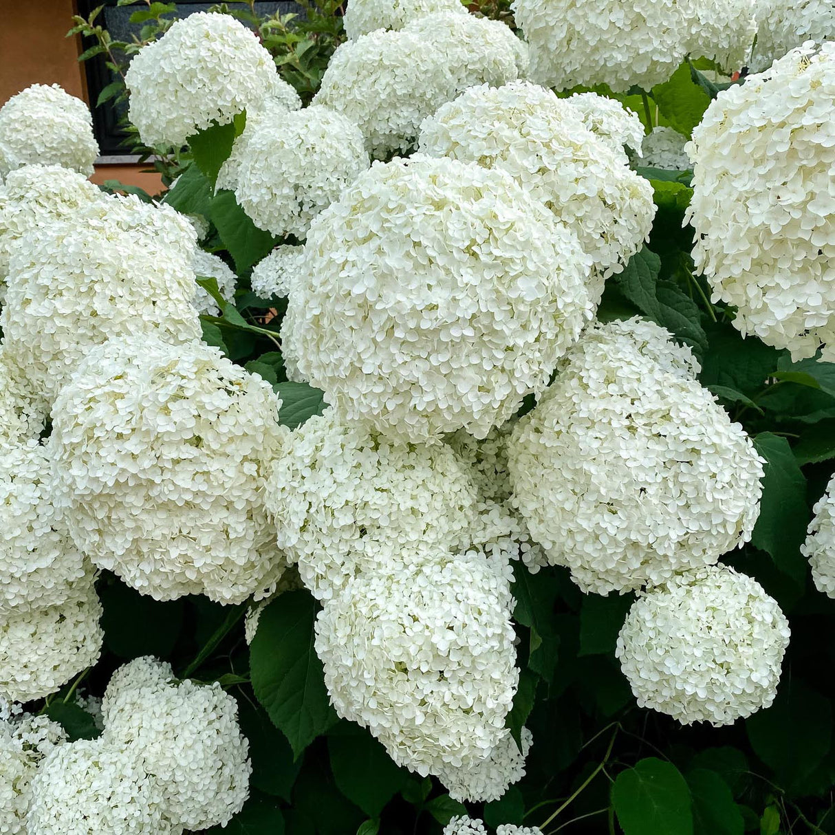 Hortensia de gradina Annabelle, cu flori albe