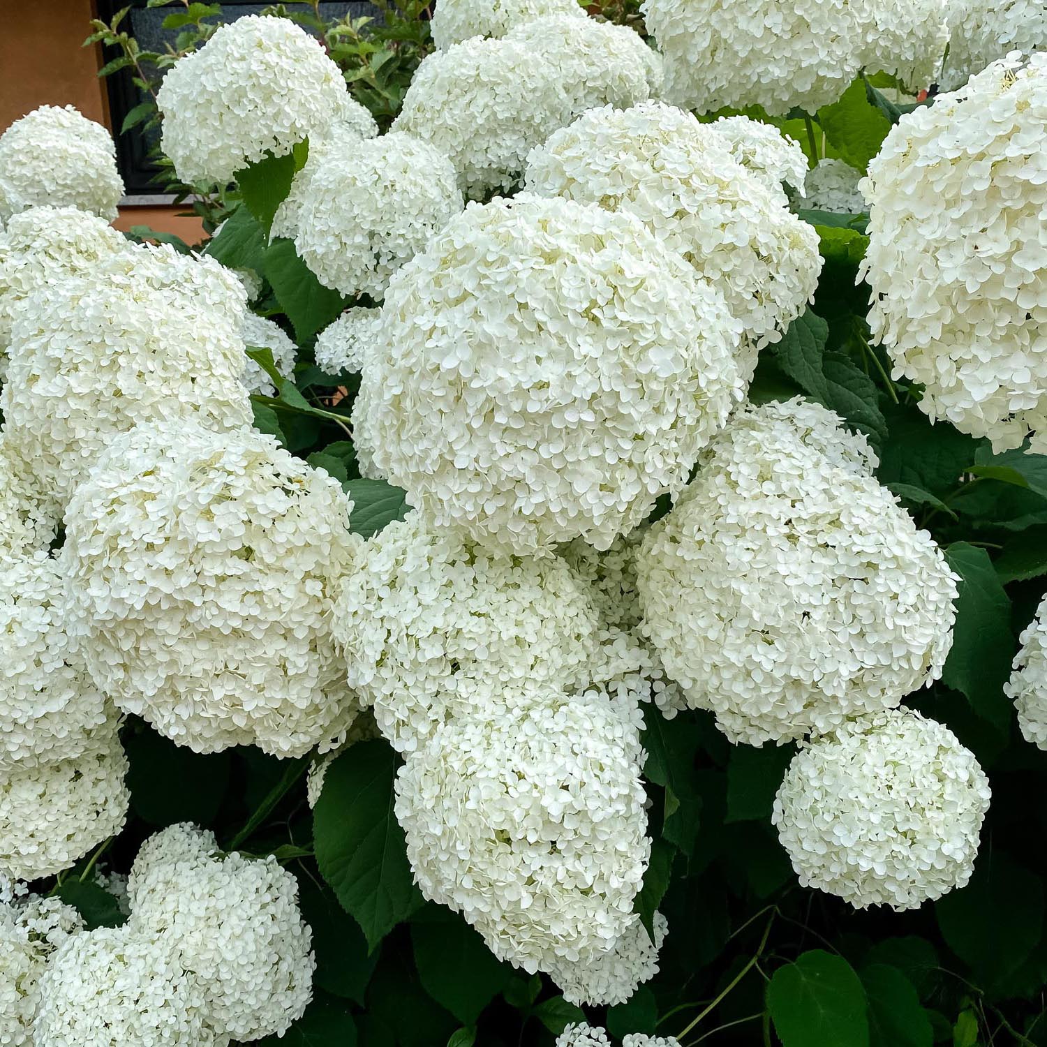 Hortensia de gradina Annabelle, cu flori albe