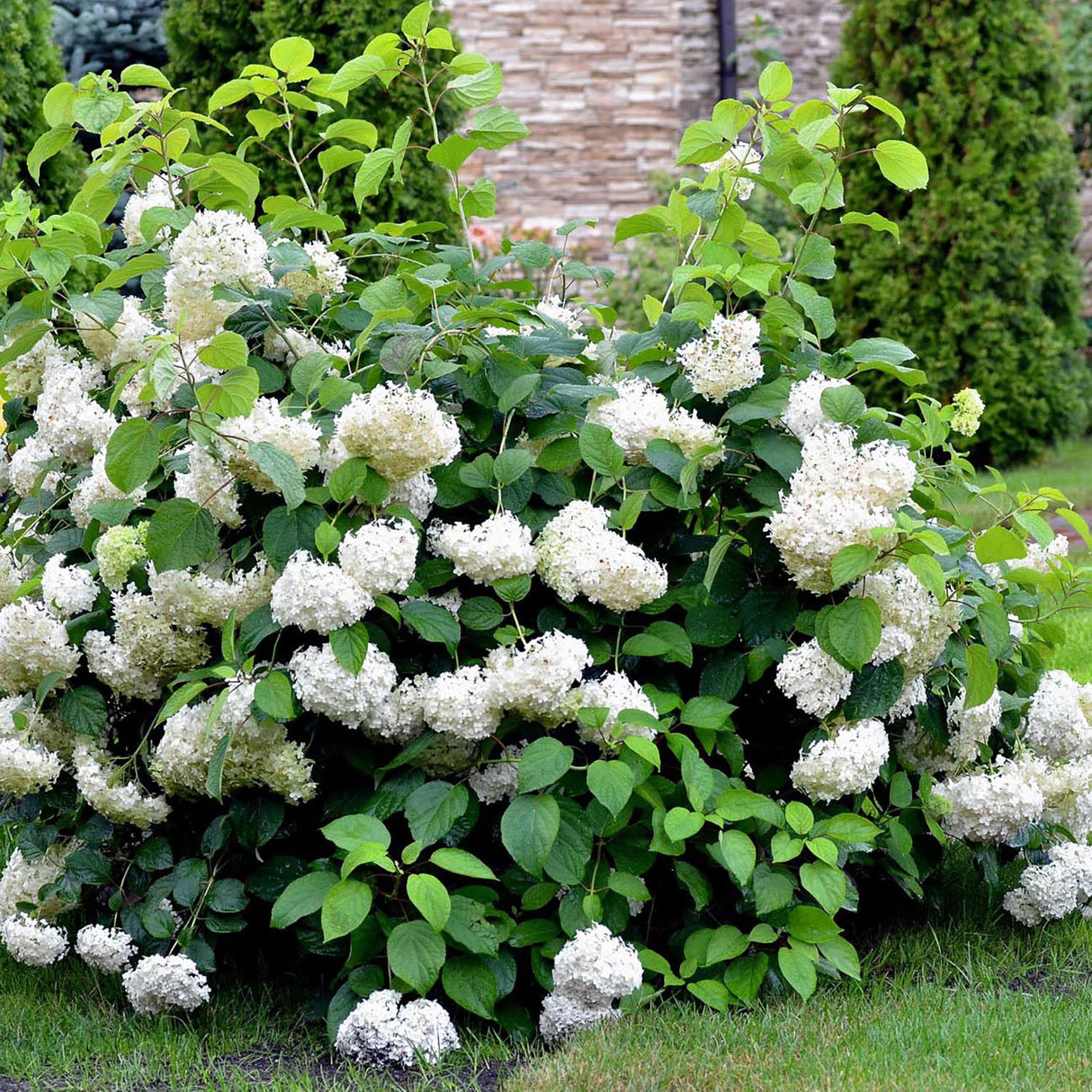 Hortensia de gradina Annabelle, cu flori albe