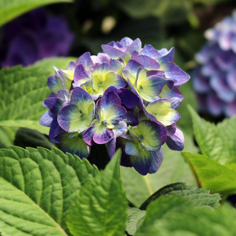 Hortensia Bloom Star Albastru