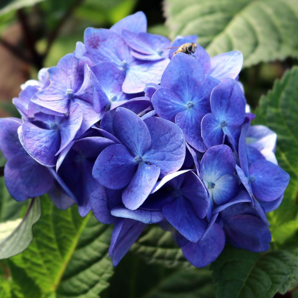 Hortensia Bloom Star Albastru