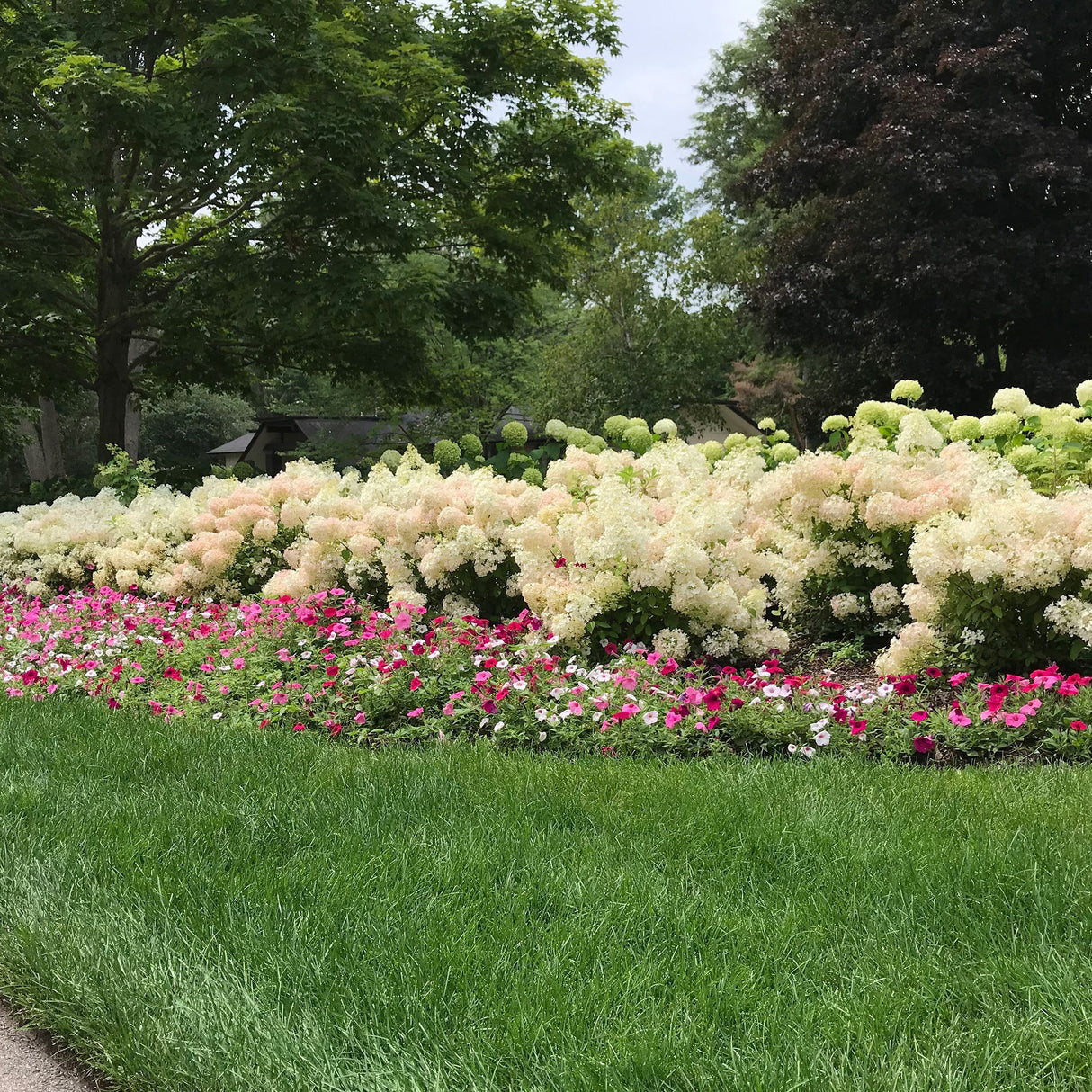 Hortensia de gradina Bobo, cu flori albe